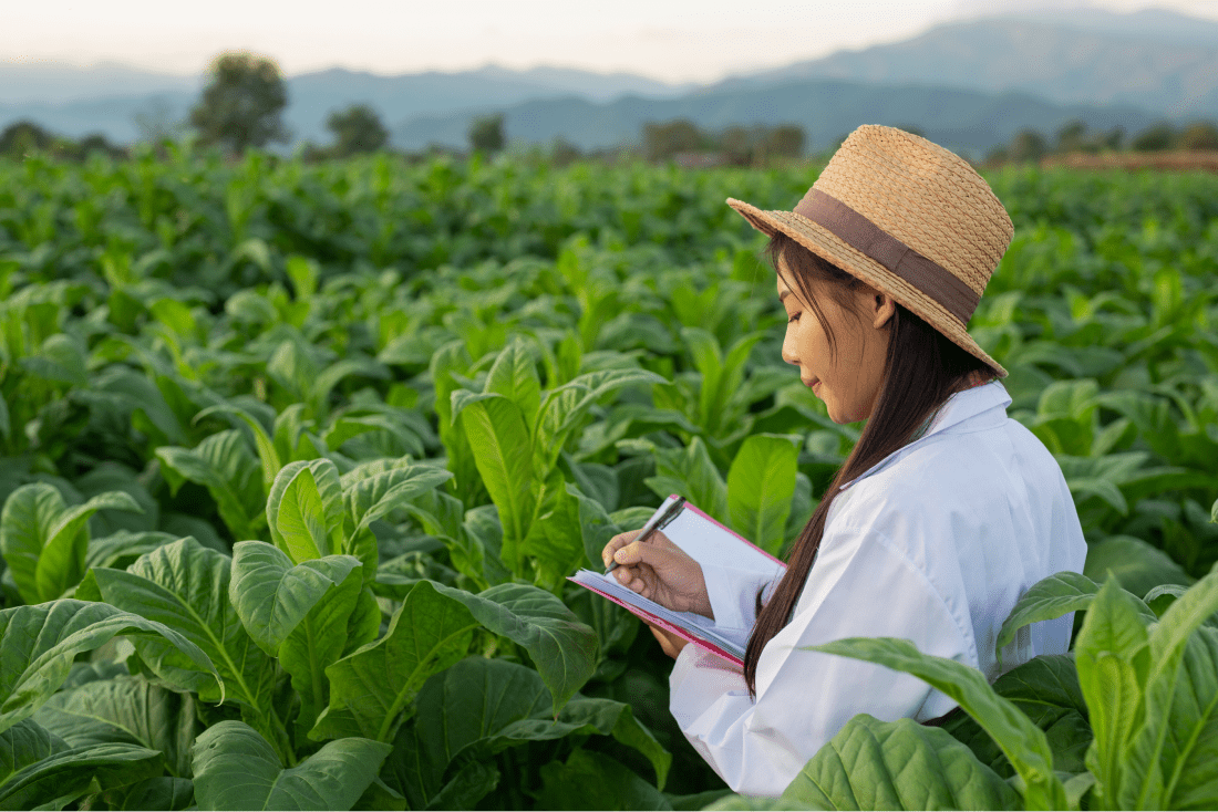 tobacco-field-about tobacco-field-about